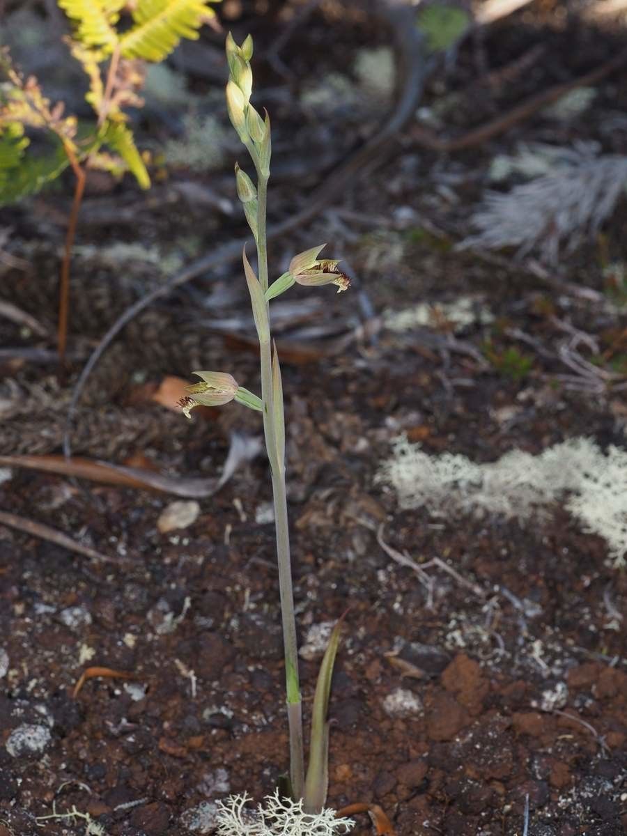 Calochilus neocaledonicus habit