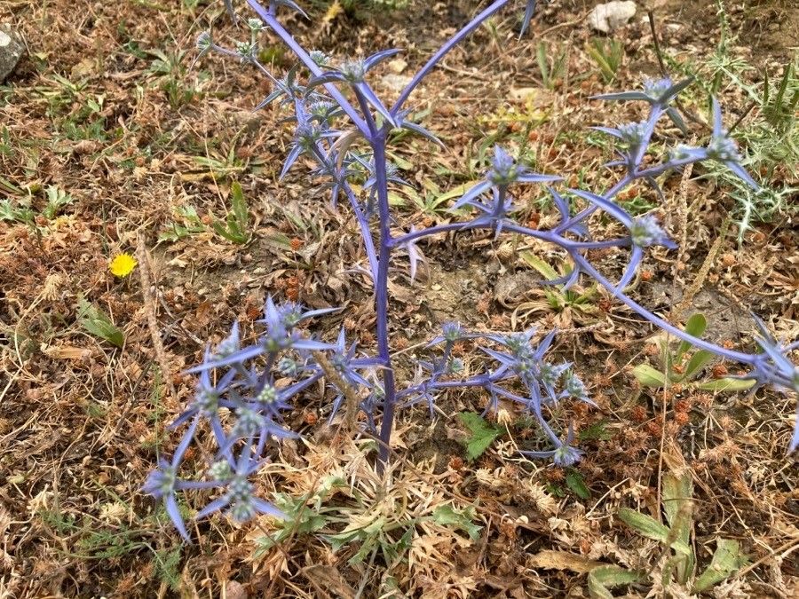 Eryngium triquetrum — search result for 'Eryngium'