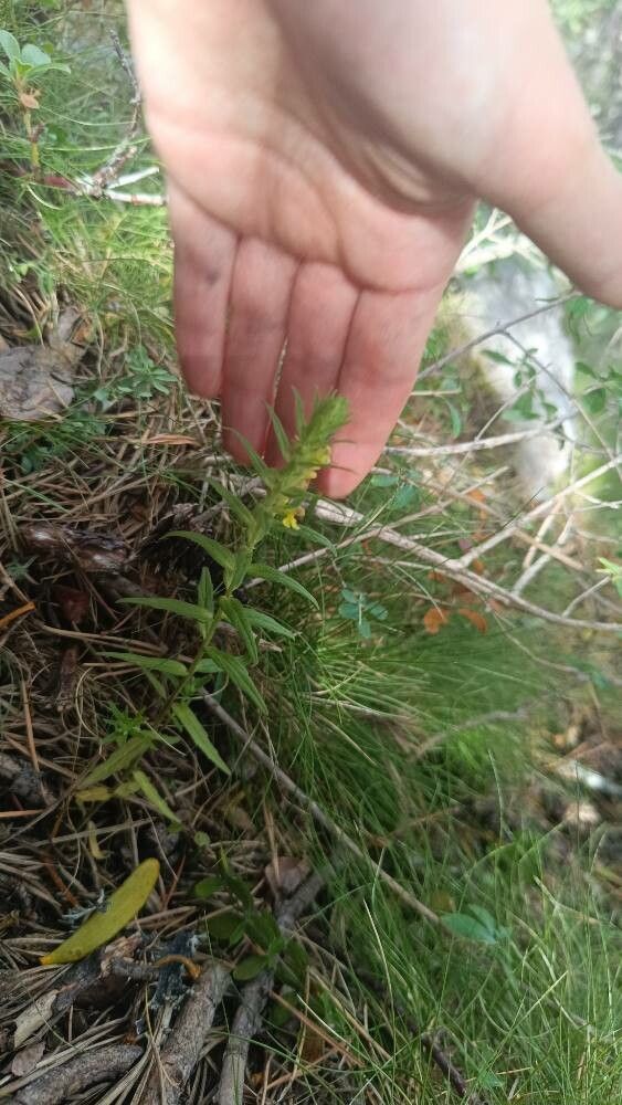 Odontites cebennensis — related species from the same genus