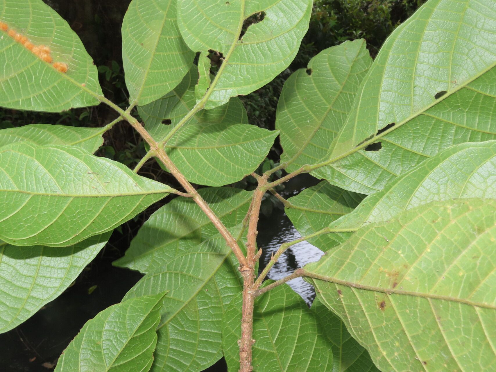 Sloanea rugosa — houseplant care guide