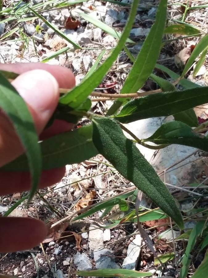 Helianthus hirsutus leaf