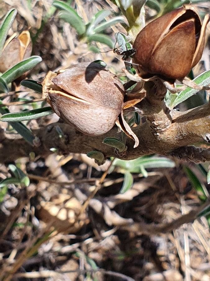 Ipomoea jaegeri fruit