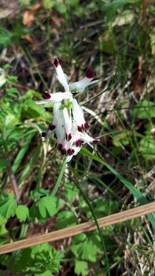 Fumaria bastardii flower