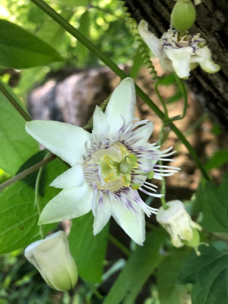Passiflora exsudans flower