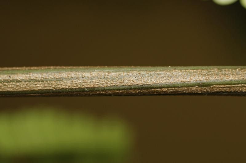 Pseudopiptadenia psilostachya other