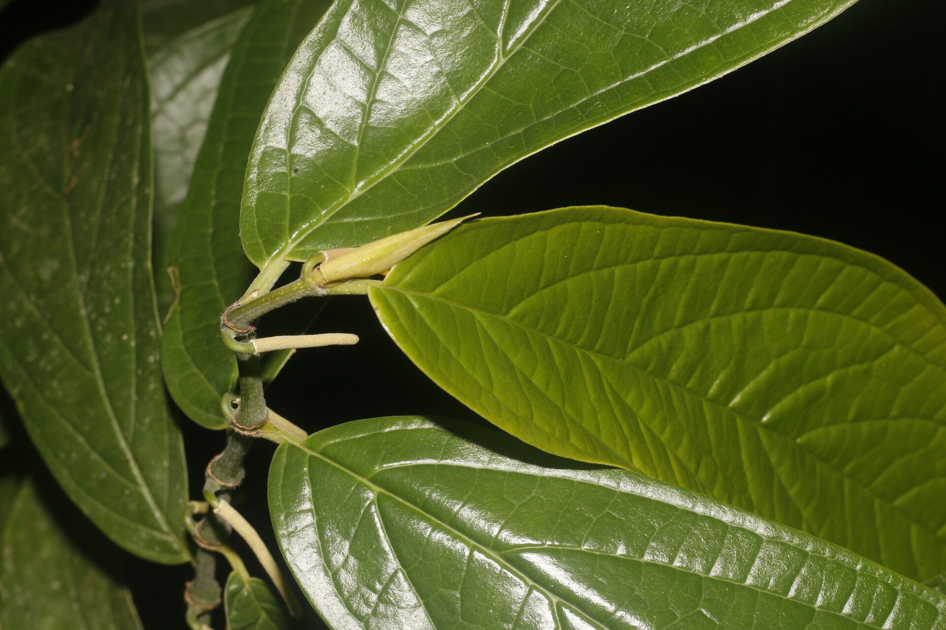 Piper barbulatum leaf