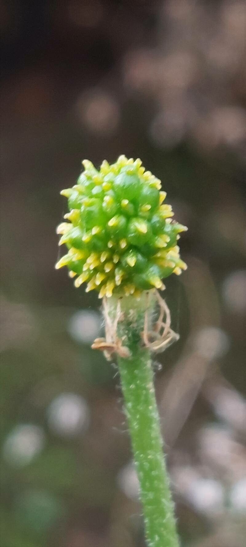 Ranunculus bullatus fruit