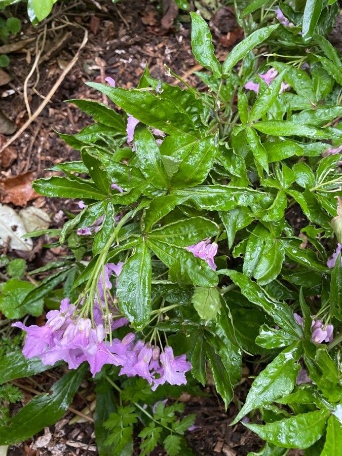 Cardamine pentaphyllos — search result for 'Croatia'