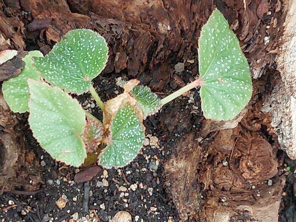 Begonia dipetala — houseplant care guide