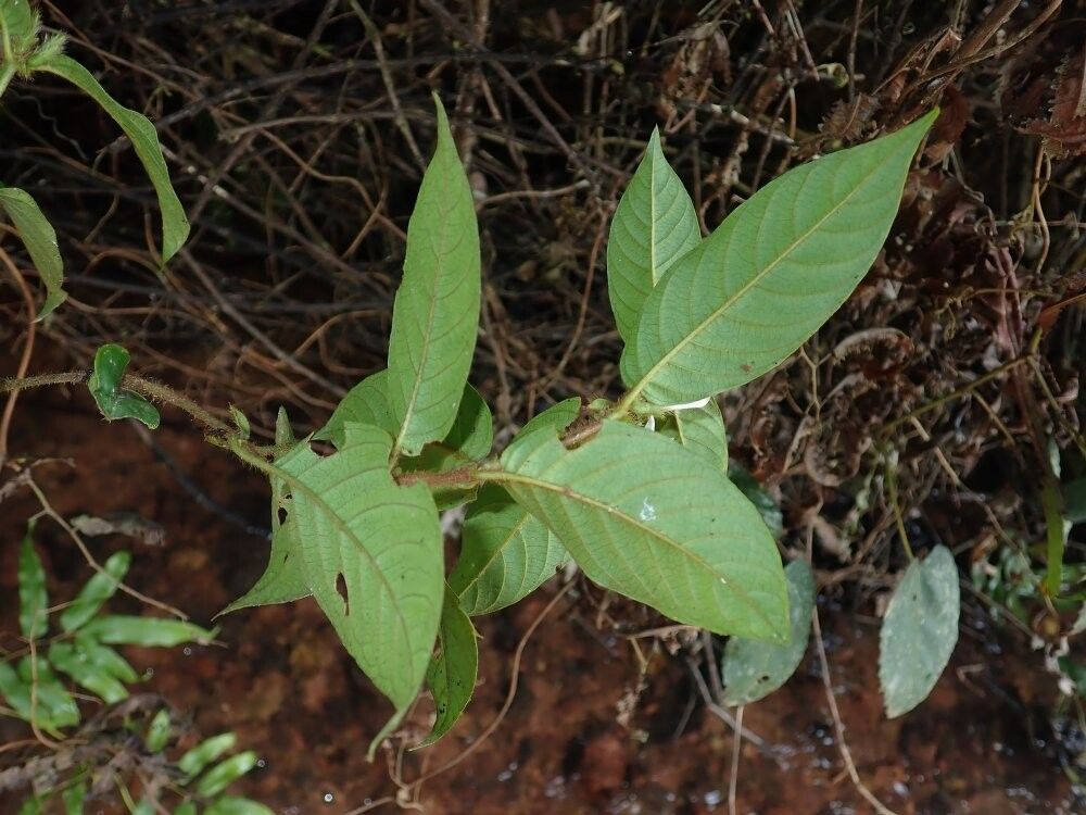 Sabicea fulva — houseplant care guide