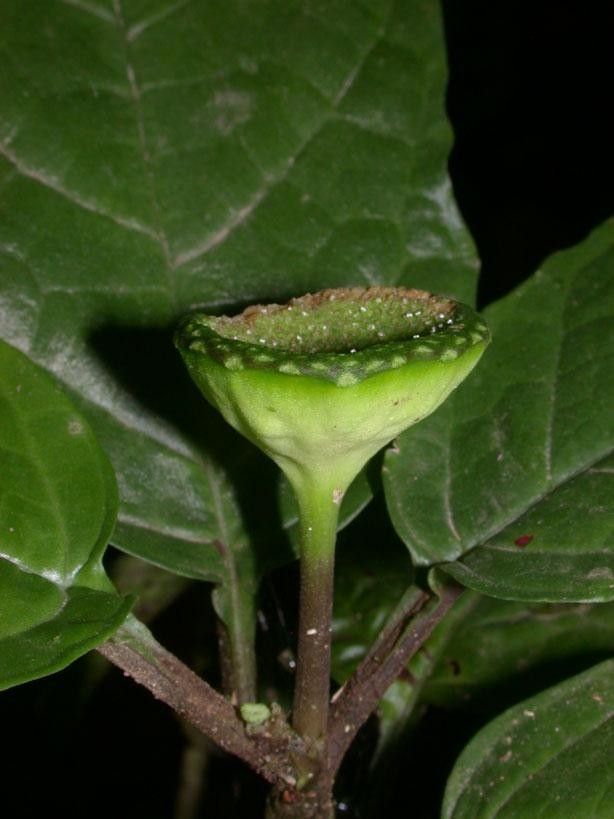 Dorstenia choconiana fruit