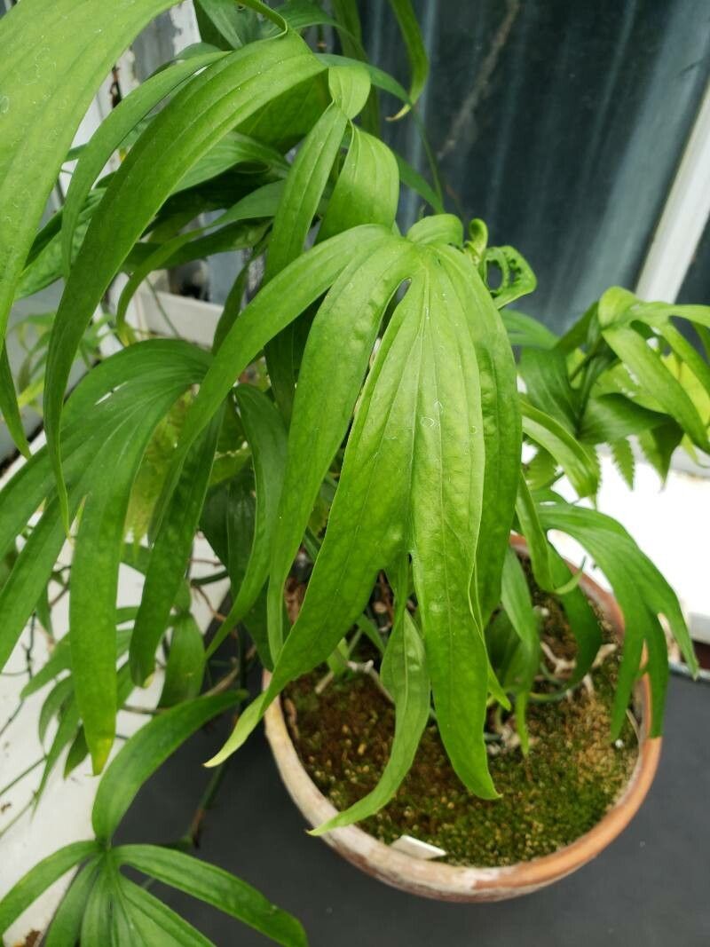 Amydrium medium — houseplant care guide
