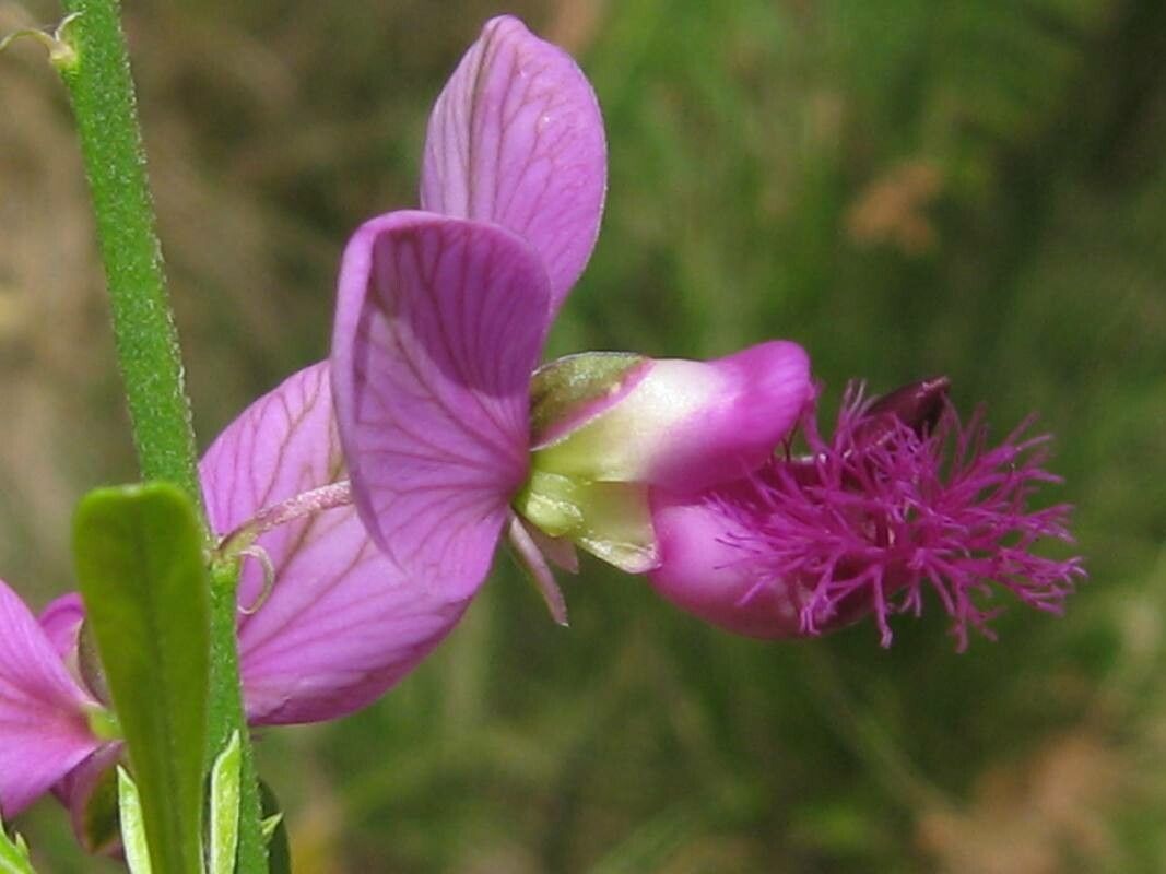 Polygala virgata flower