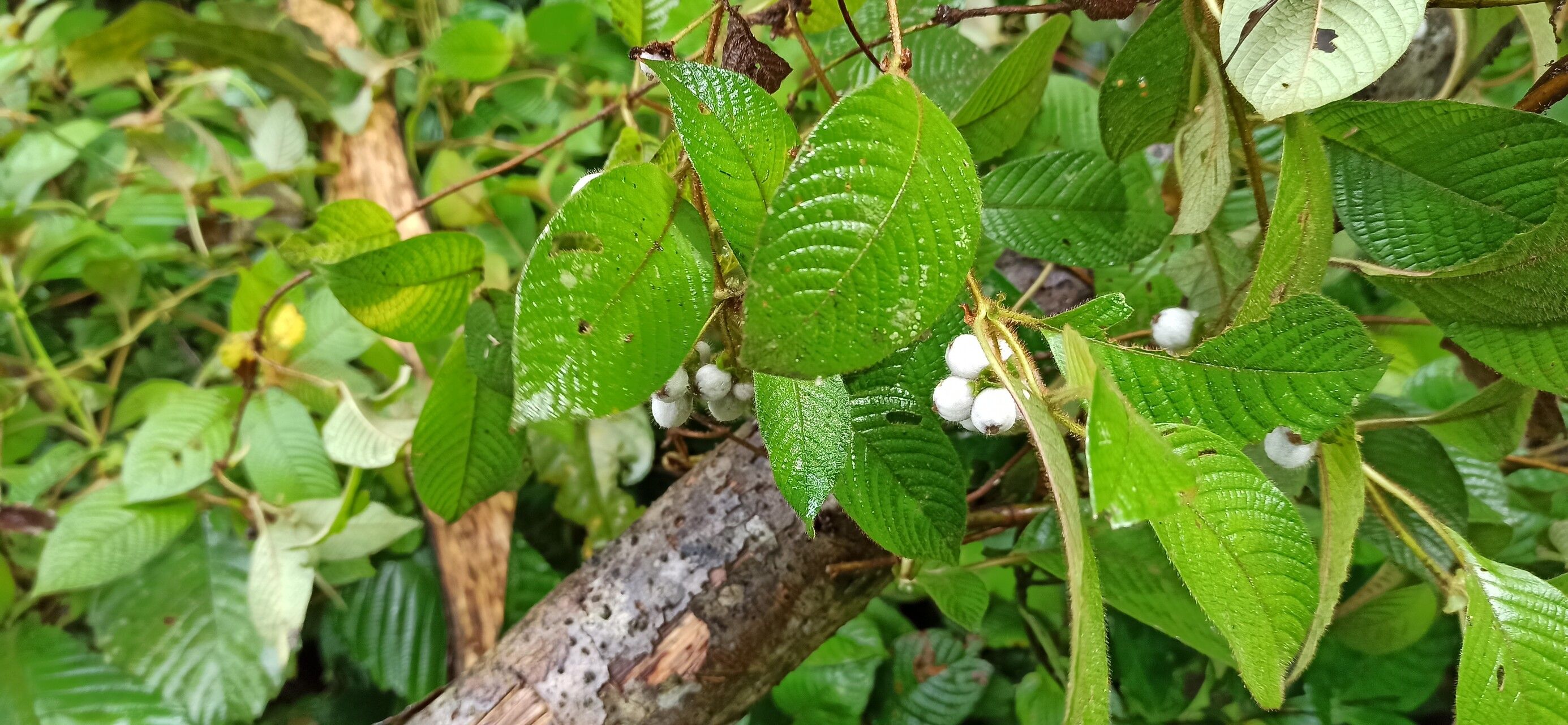 Sabicea rufa — houseplant care guide