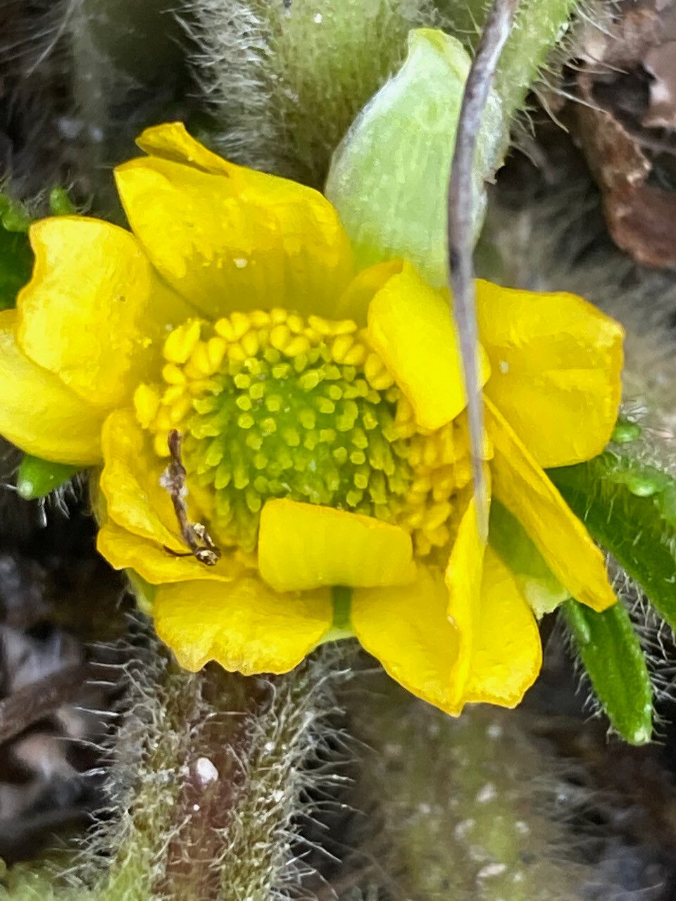 Ranunculus praemorsus flower