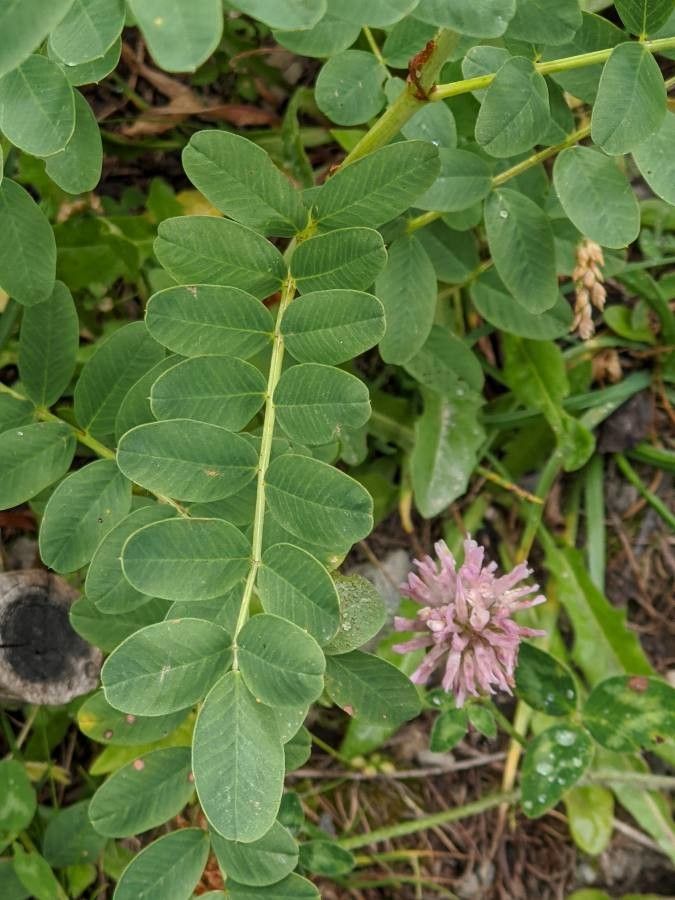 Hedysarum boutignyanum — related species from the same genus