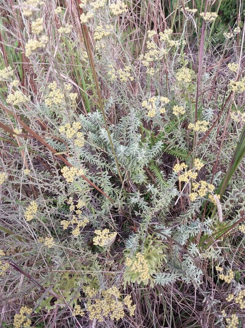 Helichrysum luzulifolium habit