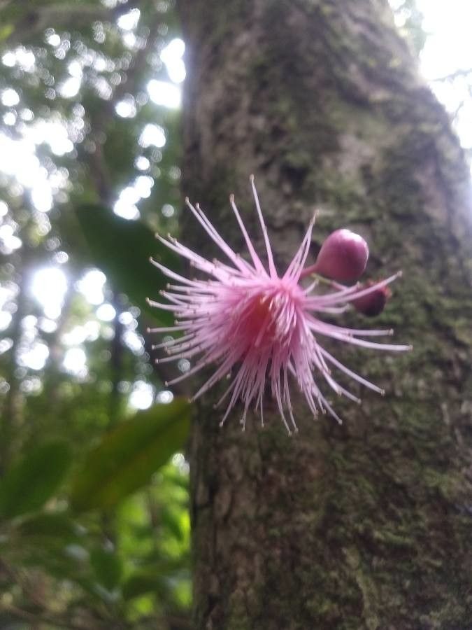 Syzygium cymosum flower