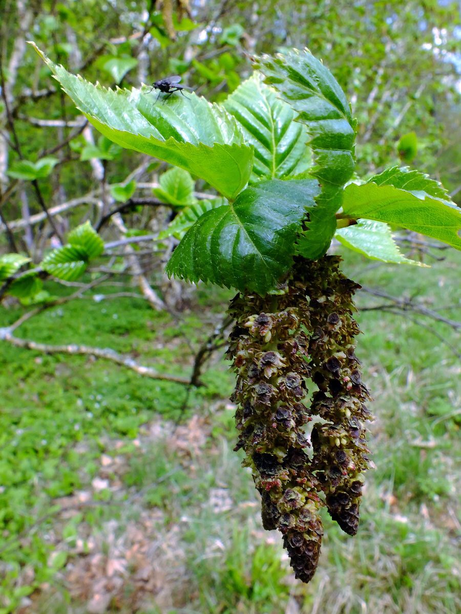 Betula ermanii flower