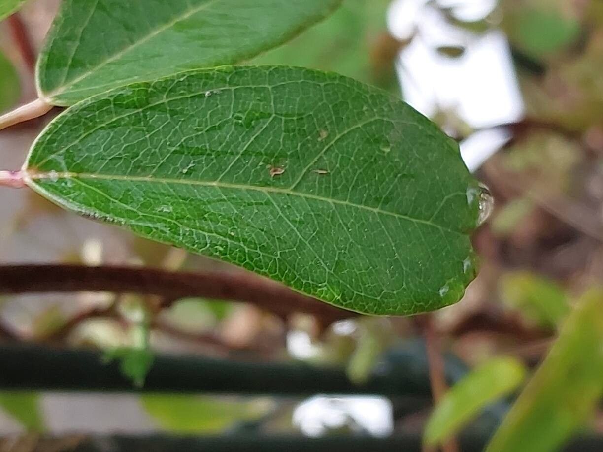 Akebia longeracemosa leaf