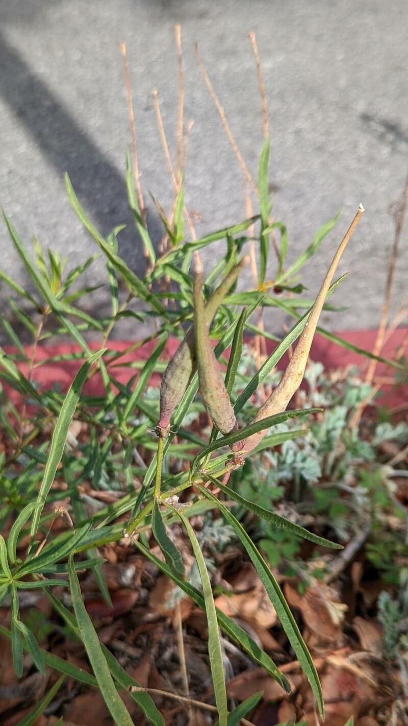Asclepias fascicularis fruit