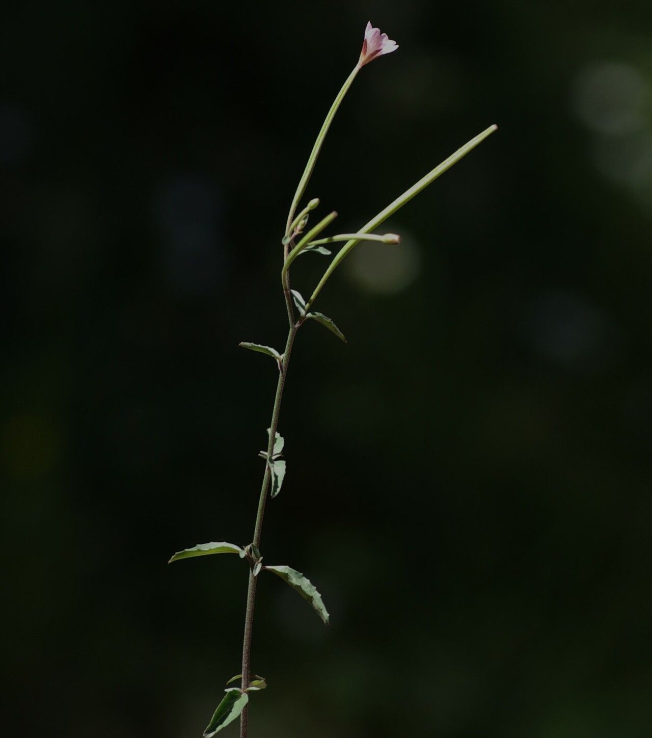 Epilobium lanceolatum flower