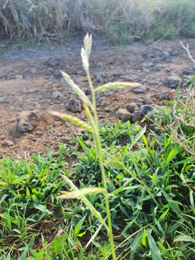 Urochloa panicoides habit