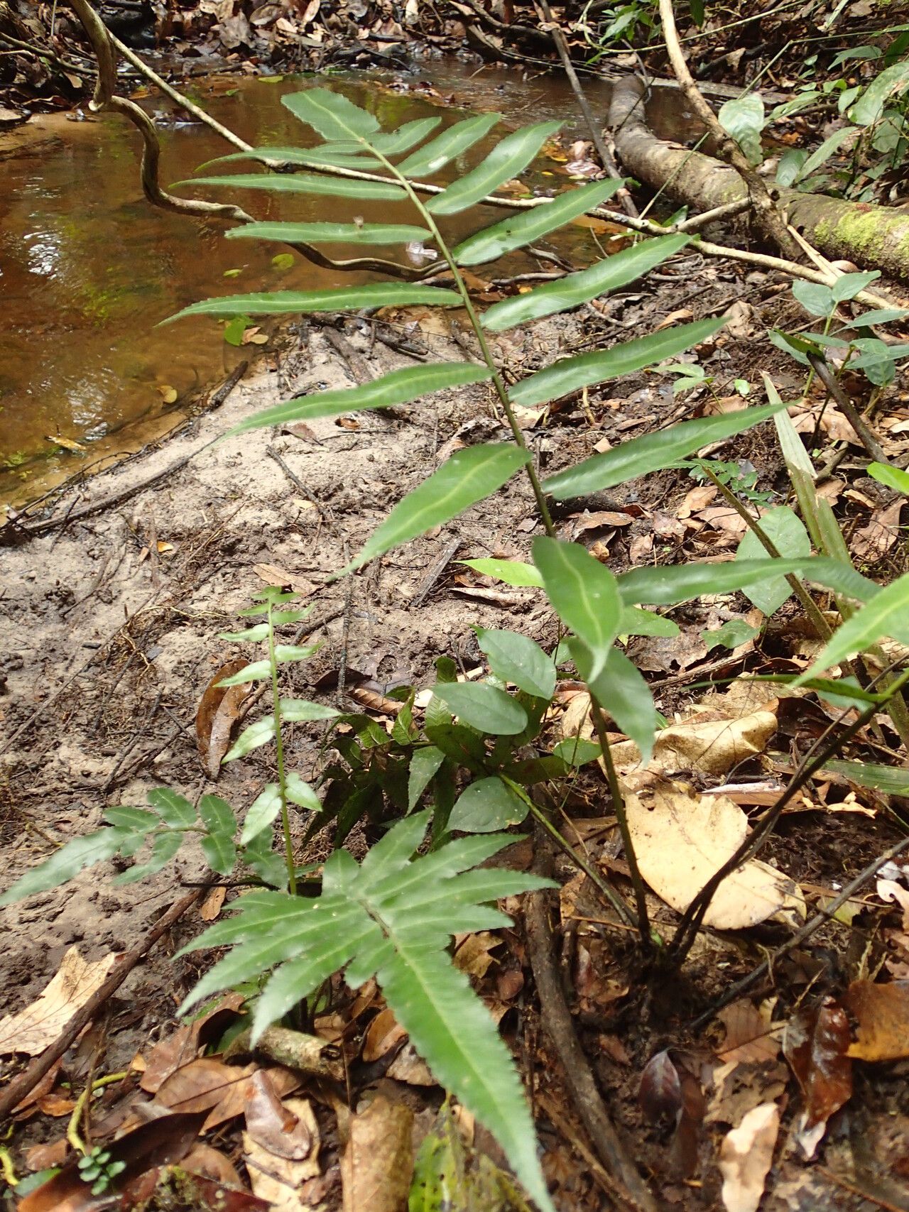 Diplazium sammatii habit