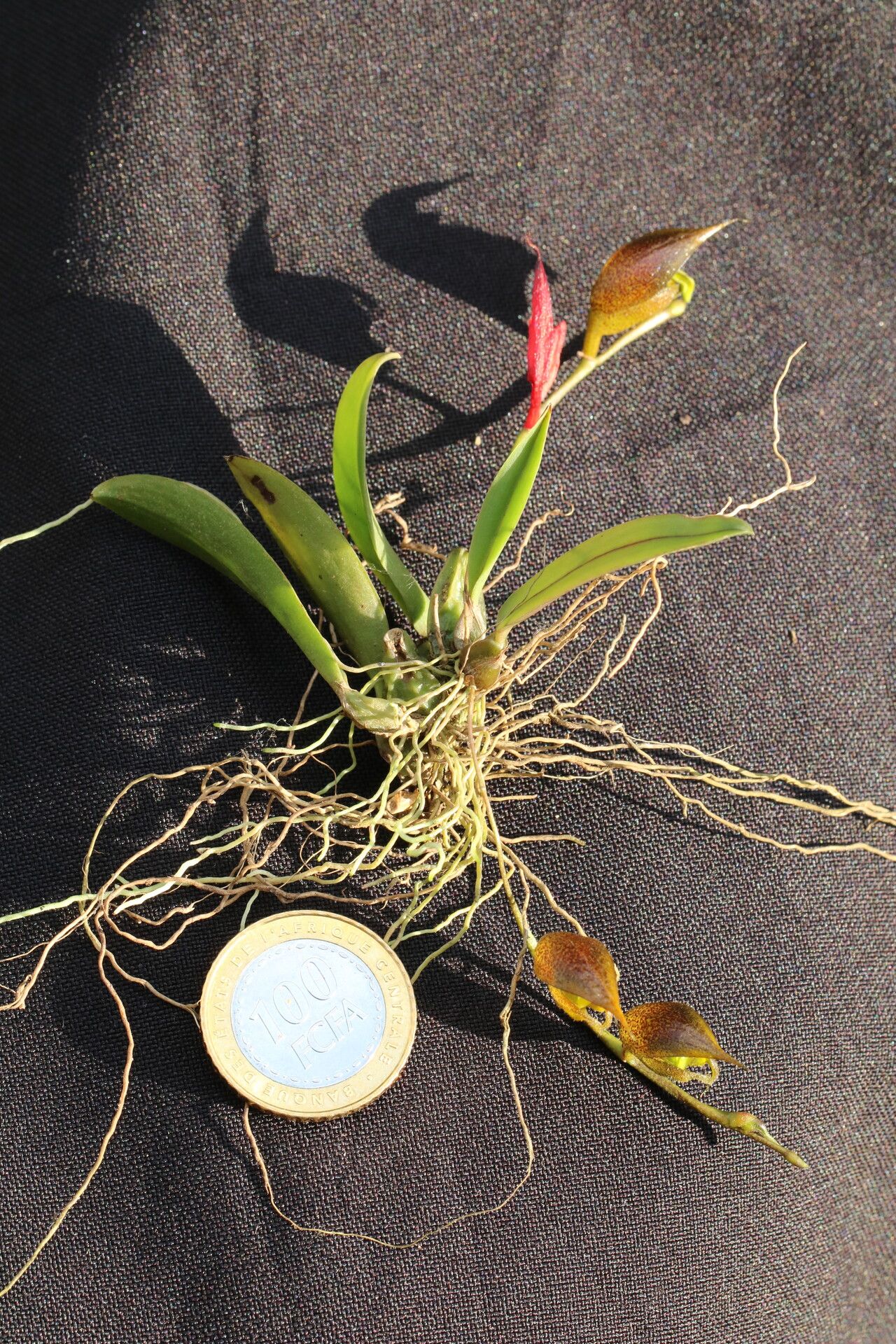 Bulbophyllum dolabriforme habit