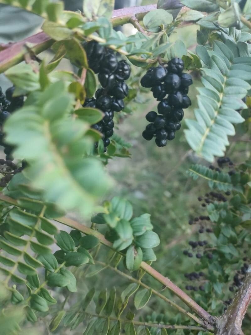 Coriaria ruscifolia fruit