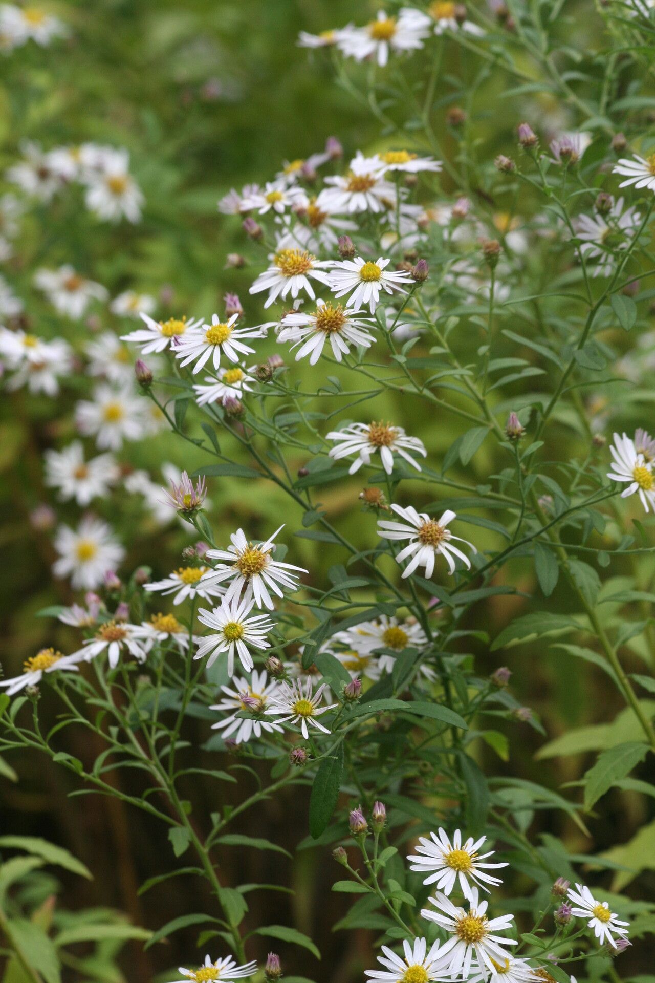 Aster albescens flower