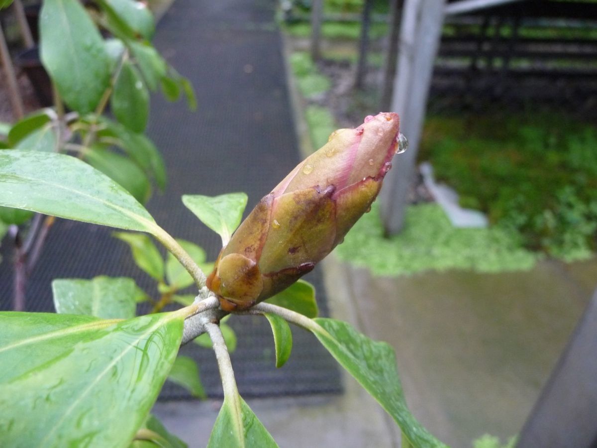 Rhododendron carstensense other