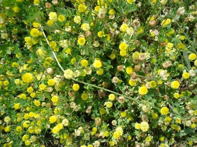 Trifolium patens habit