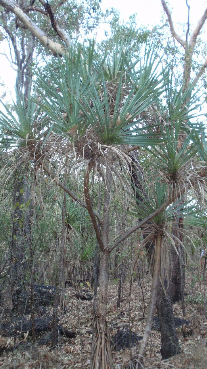 Pandanus spiralis habit