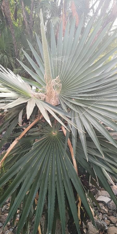 Coccothrinax borhidiana — related species from the same genus