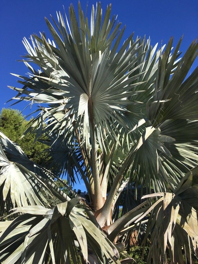 Bismarckia nobilis leaf