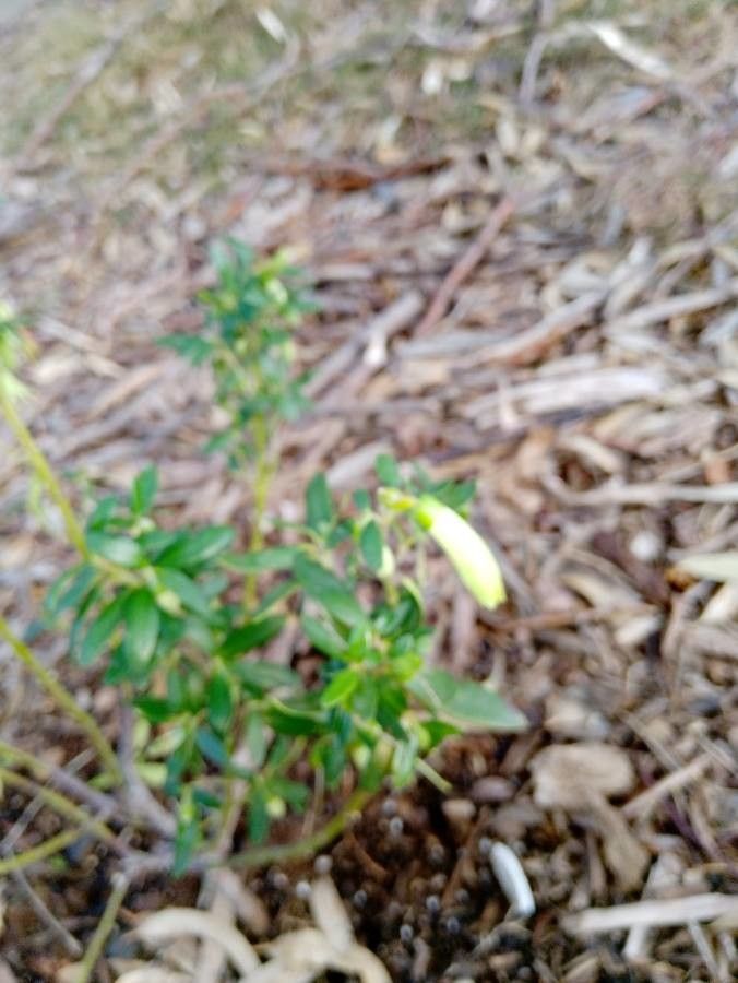 Correa glabra flower