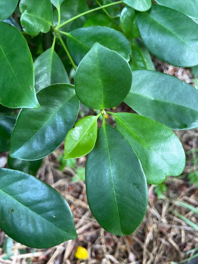 Guapira discolor leaf