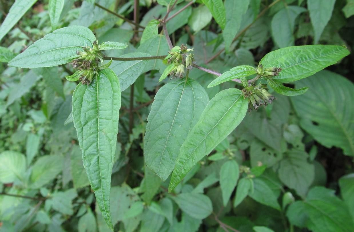 Garcilassa rivularis — search result for 'Peru to Bolivia'