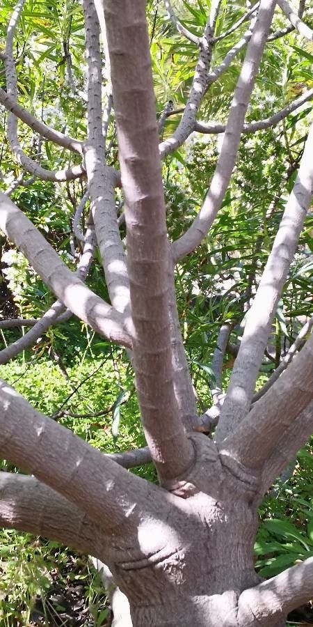 Echium decaisnei bark