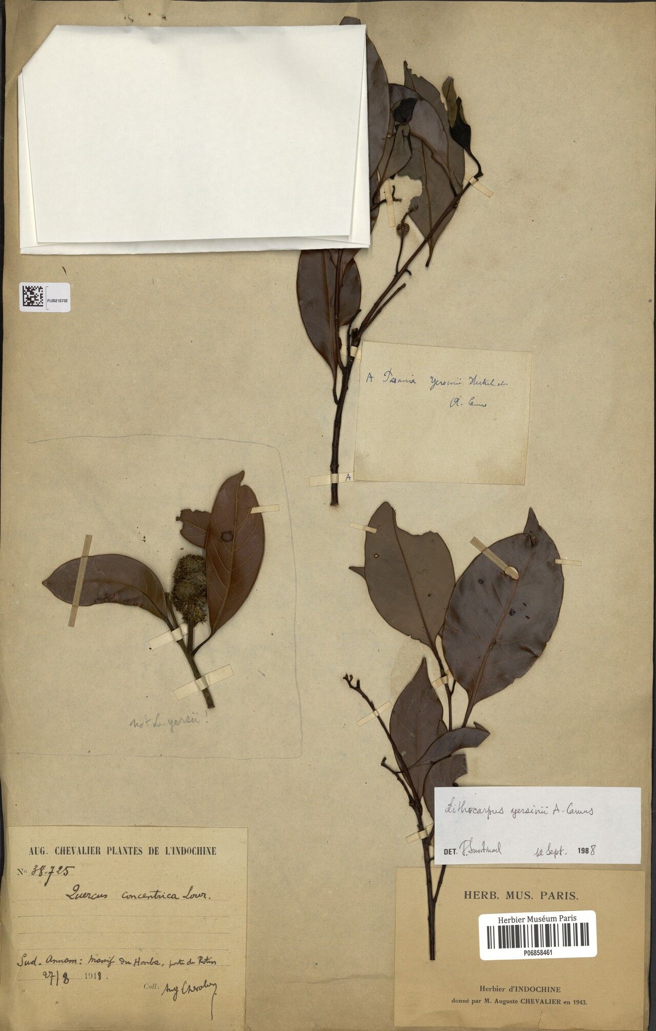 Lithocarpus yersinii — search result for 'Lithocarpus'