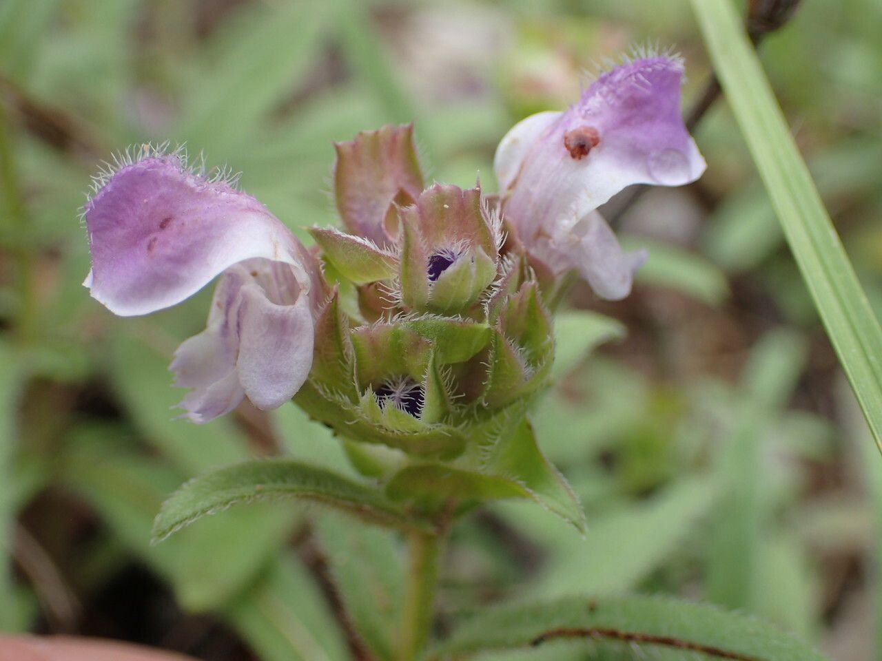 Prunella hyssopifolia fruit