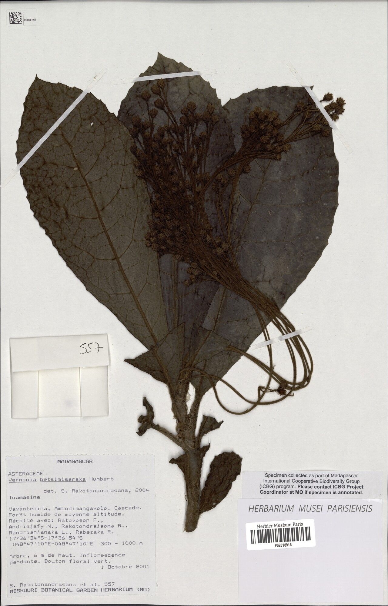 Vernonia betsimisaraka — houseplant care guide