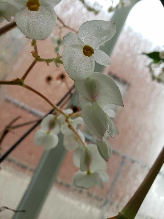 Begonia santos-limae flower