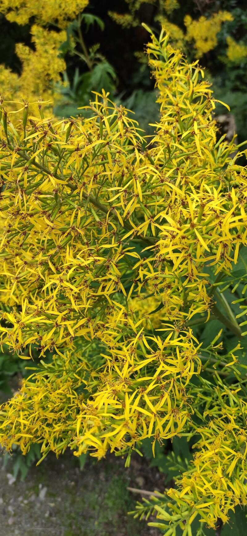 Senecio ovatus flower