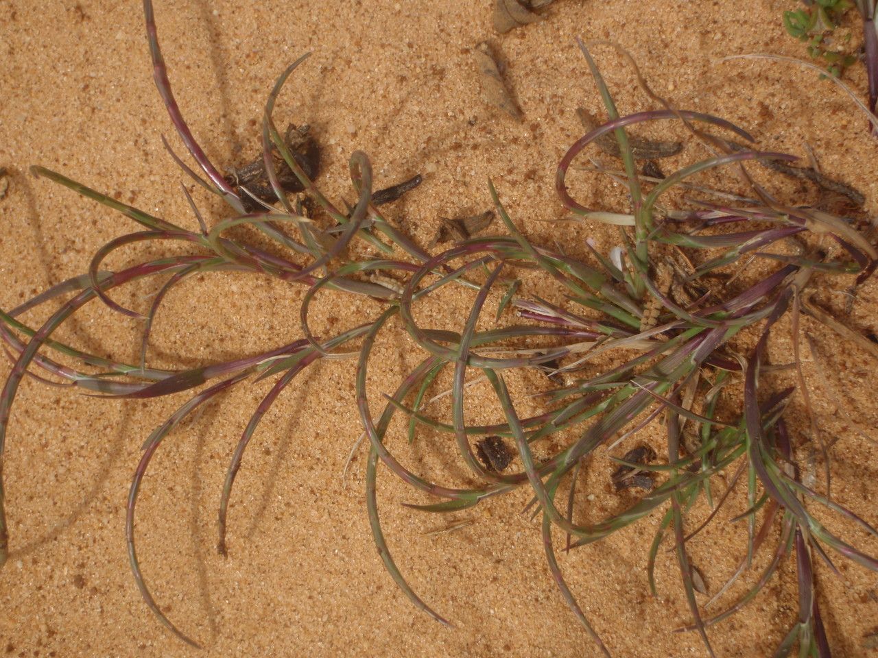 Psilurus incurvus habit