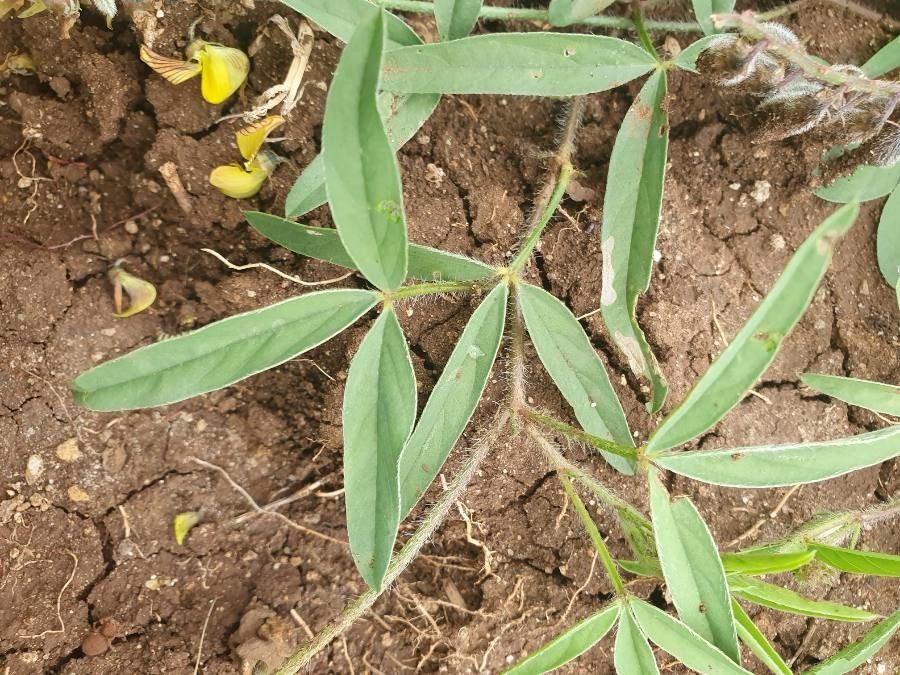 Crotalaria chrysochlora — houseplant care guide