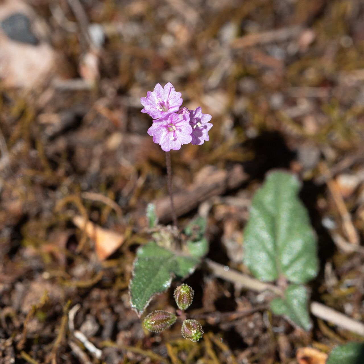 Boerhavia dominii — search result for 'Boerhavia'