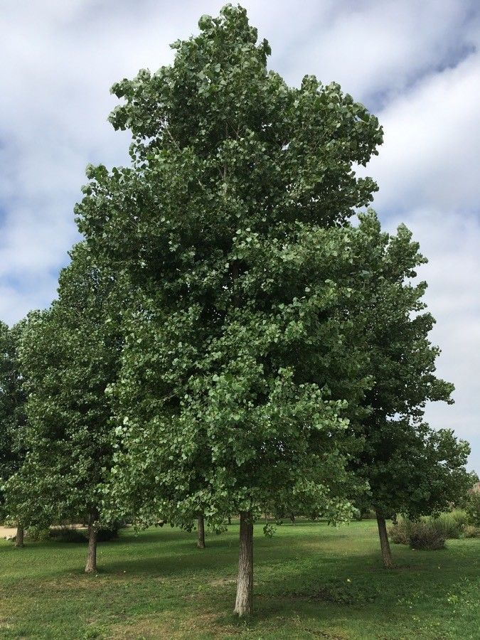Populus fremontii habit