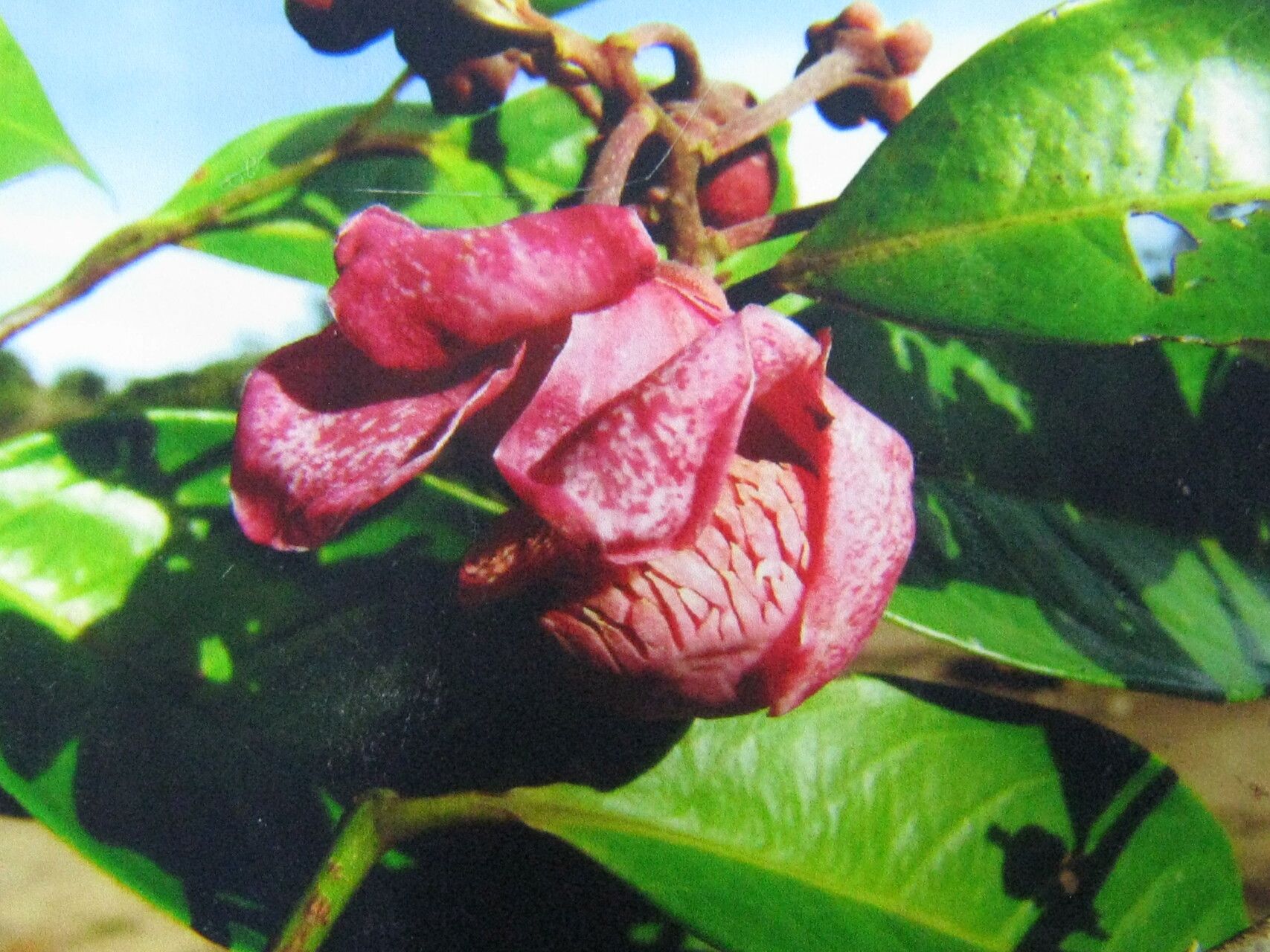 Eschweilera pedicellata flower